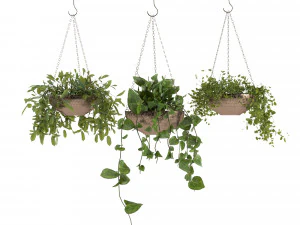 indoor plants 1 3D Model