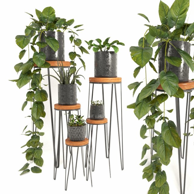 indoor plants 2 3D Model .c4d .max .obj .3ds .fbx .stl .blend 