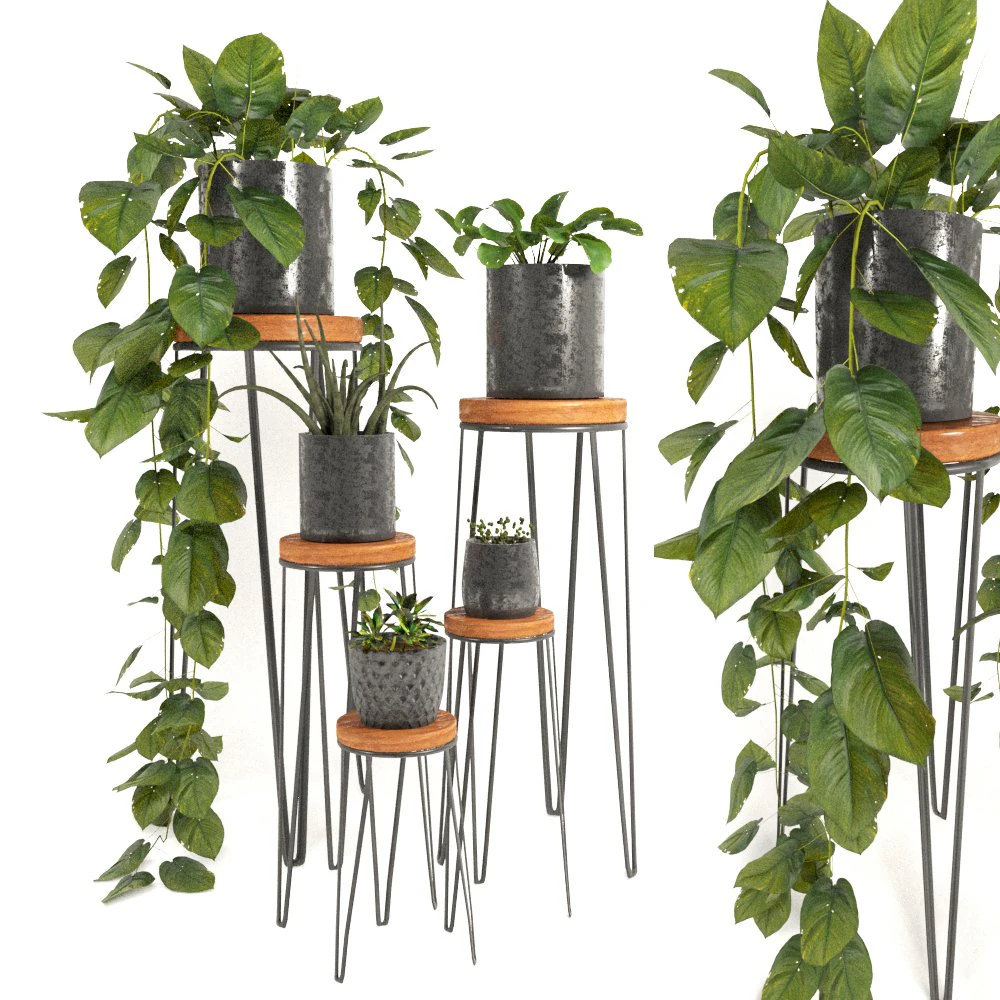 indoor plants 2 3D Model .c4d .max .obj .3ds .fbx .stl .blend