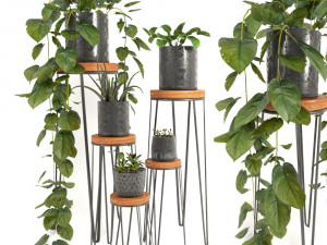indoor plants 2 Modelo 3D