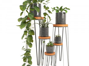 indoor plants 2 3D Model