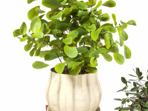 indoor plants 4 Modèle 3D