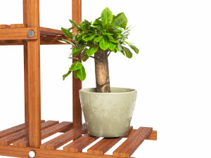 indoor plants 4 Modèle 3D