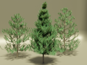 pine Modèle 3D