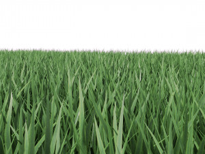 realistic lawn grass for your projects 3D Модель