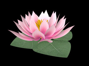 water lily low-poly Modèle 3D