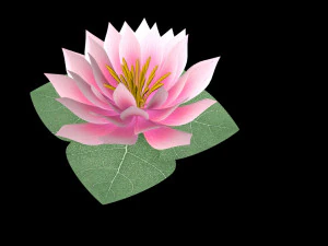 water lily low-poly 3D Model