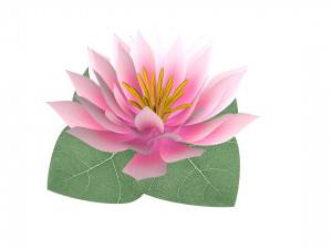 water lily low-poly Modèle 3D