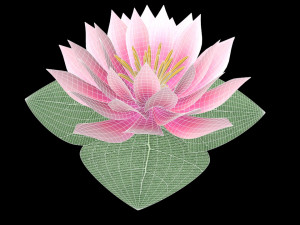 water lily low-poly Modèle 3D