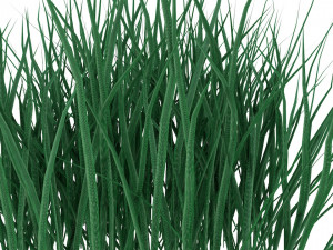 real grass 3D Модель