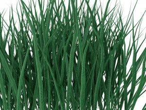 real grass 3D Model