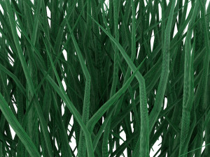 real grass 3D Модель