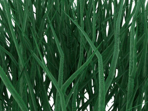 real grass 3D Model