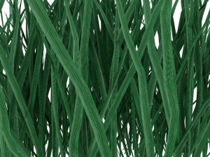 real grass 3D Model