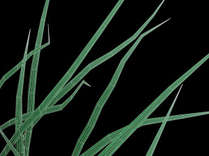real grass 3D Модель