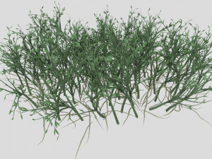 highly detailed of grass 3D Models