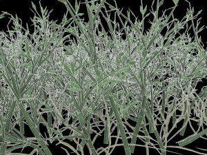 highly detailed of grass Modèle 3D