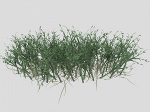 highly detailed of grass Modèle 3D