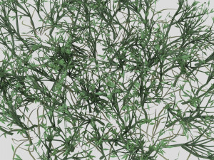 highly detailed of grass Modèle 3D