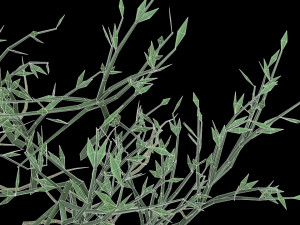 highly detailed of grass Modèle 3D