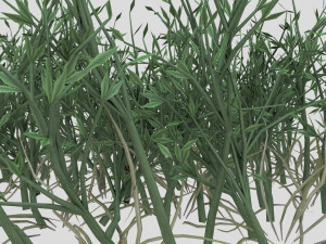 highly detailed of grass Modèle 3D