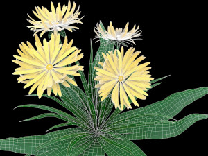 dandelion yellow low-poly Model 3D