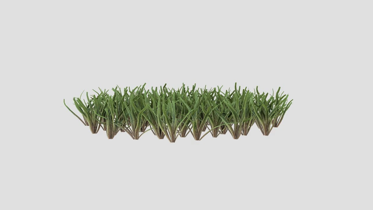 grass 3D Model .c4d .max .obj .3ds .fbx .stl .blend 