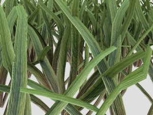 grass 3D 모델