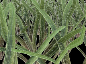 grass 3D Model
