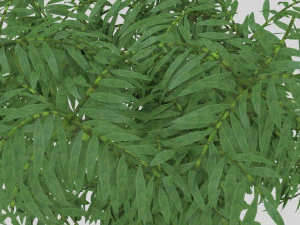 bamboo low-poly 3D Model