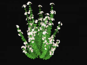 リアルな森の花のローポリ 3Dモデル