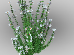 Realistic forest flowers Low-poly Modelo 3D