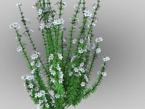 Realistic forest flowers Low-poly 3D Model