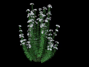 Realistic forest flowers Low-poly 3D Model