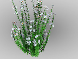 Realistic forest flowers Low-poly Modelo 3D