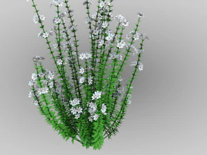 Realistic forest flowers Low-poly 3D Model
