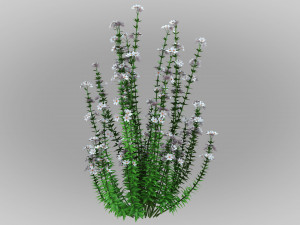 Realistic forest flowers Low-poly Modelo 3D