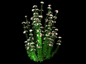 Realistic forest flowers Low-poly 3D Model