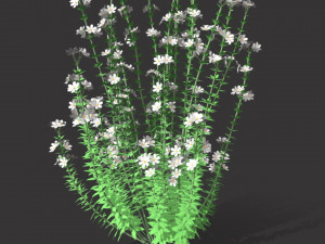 Realistic forest flowers Low-poly Modelo 3D