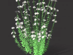 Realistic forest flowers Low-poly 3D Model