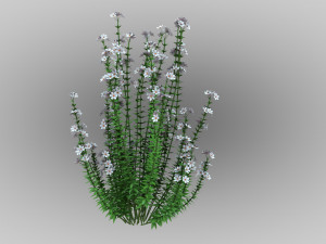 Realistic forest flowers Low-poly Modelo 3D