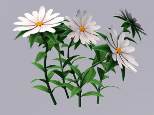 White Chamomiles Flowers Low poly Game ready 3D Models