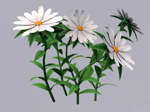 Flores de camomilas brancas Low poly Jogo pronto Modelo 3D