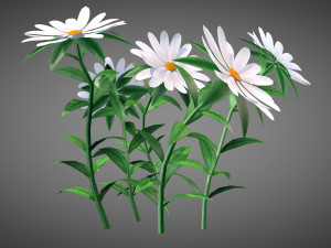 White Chamomiles Flowers Low poly Game ready 3D Model