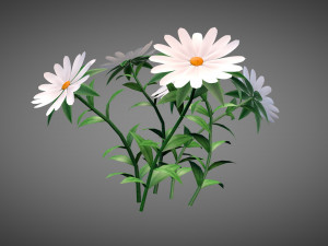 White Chamomiles Flowers Low poly Game ready 3D Model