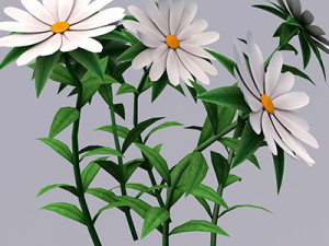 White Chamomiles Flowers Low poly Game ready 3D Model
