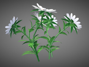 White Chamomiles Flowers Low poly Game ready 3D Model