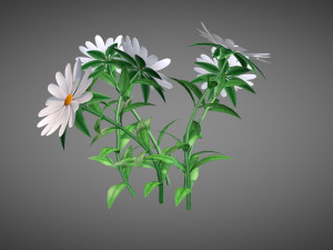 White Chamomiles Flowers Low poly Game ready 3D Model