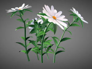 White Chamomiles Flowers Low poly Game ready 3D Model