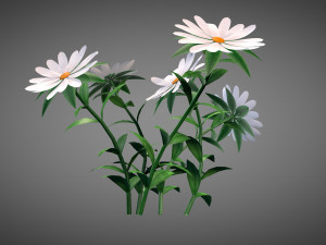 White Chamomiles Flowers Low poly Game ready 3D Model